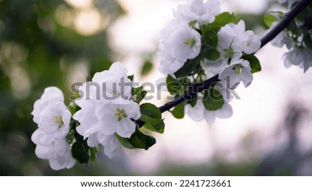 flowering apple tree branch in the garden. Blooming fruit trees in the garden. White and pink flowers close-up on a branch of a tree. Floral spring nature background.  Royalty-Free Stock Photo #2241723661