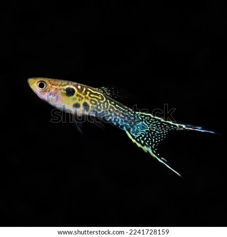 Yellow Snake Skin Double Sword guppy fish with black back background.