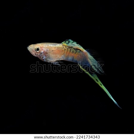 Blond Vienna Emerald Bottom Sword guppy fish with black background.