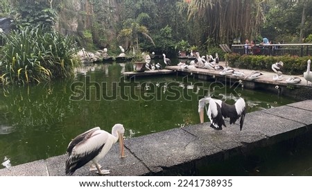 Pelicans looking for fish in a pond, Ragunan, Jakarta
