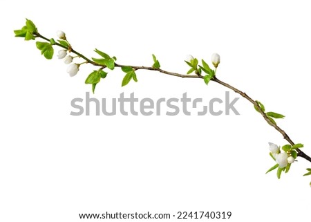 Spring plum sprig isolate for decoration with white background Royalty-Free Stock Photo #2241740319