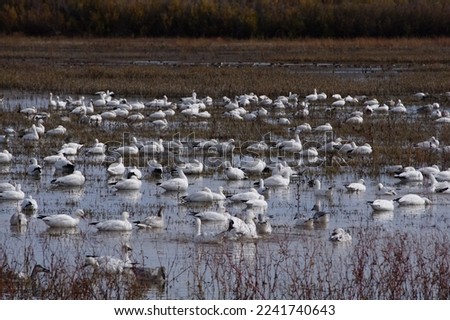 Snow geese at Bosque del Apache National Wildlife Refuge, New Mexico