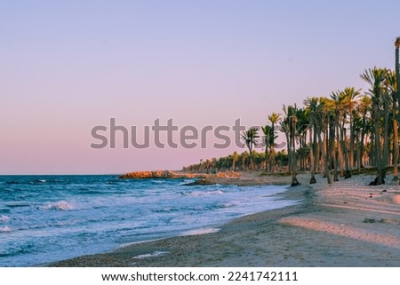 Al-Arish ,Egypt- July 19th 2022 A wonderful picture of palm trees on the beach of Al-Arish in northern Egypt
