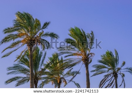 Al-Arish ,Egypt- July 19th 2022 A wonderful picture of palm trees on the beach of Al-Arish in northern Egypt