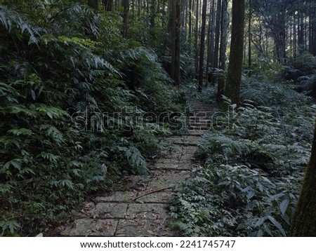 The view of the trail in the cedar forest on the mountain in Sanxia in New Taipei City in Taiwan