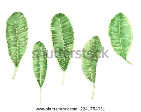 Watercolor Plumeria leaves. Tropical green leaves isolated on a white background. Floral illustration for design greeting cards, wedding invitations.