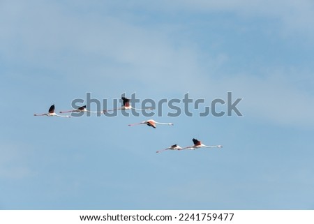 Flying greater flamingo with blue sky background