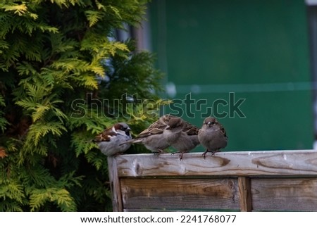 Sparrows on a fence . Nature picture.