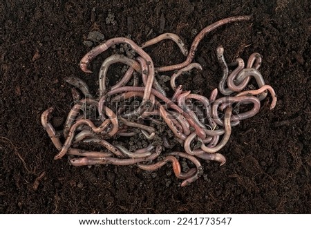 Garden compost and worms. Earthworms in black soil of greenhouse, top view.