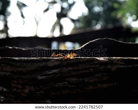 The orange ants were found at my backyard, Lopburi, Thailand.