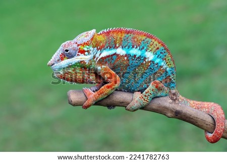 Beautiful of panther chameleon on wood, The panther chameleon on tree, Panther chameleon closeup with natural background