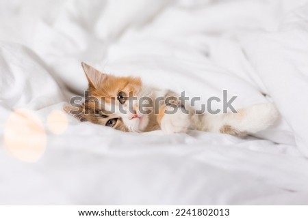 a cute tricolor kitten sleeps at home in a bed with white linens. Pets and the comfort of home. High quality photo