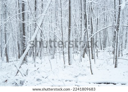 Snow covered tree trunks background.