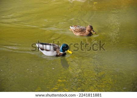 couple of ducks, mallards swimming in the water of a river. The green-headed male and the brown female.