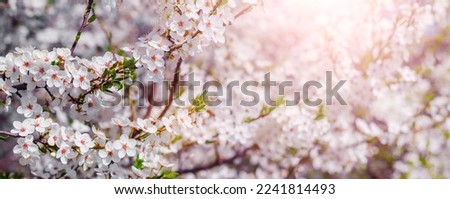 Spring background with white cherry plum blossoms in sunlight. Cherry  plum blossoms Royalty-Free Stock Photo #2241814493