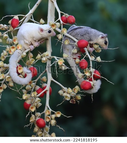 A female mosaic sugar glider and a male leucistic sugar glider are looking for food in a palm grove. These marsupials eat fruit and small insects. 