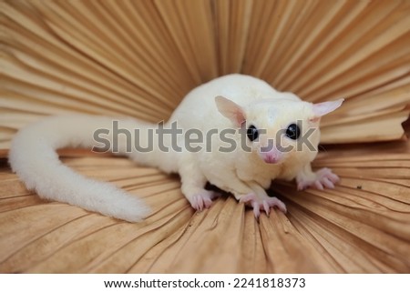 A leucistic sugar glider is looking for food on a palm leaf. These marsupials eat fruit and small insects.  Royalty-Free Stock Photo #2241818373
