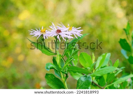 Aster amellus flower and green leaf