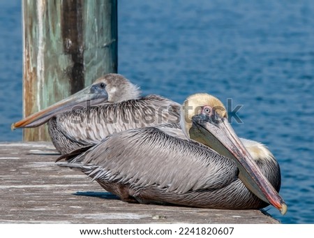 A male and female pelican are perched on a wooden pier in the Gulf of Mexico along Florida's west coast. Royalty-Free Stock Photo #2241820607