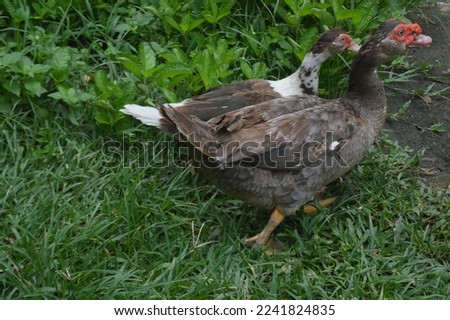 Ducks are a species of waterfowl in the Anatidae family, which are livestock. Duck meat and eggs are widely consumed by humans