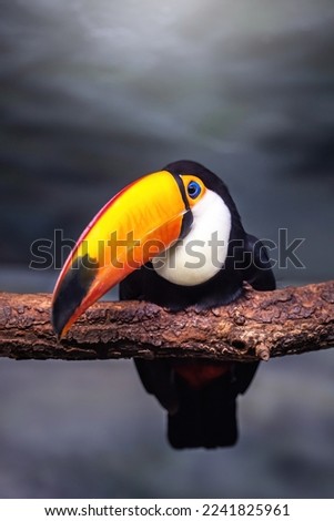Beautiful toucan sitting on tree