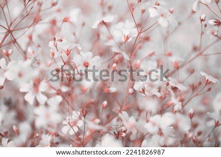 Soft focus blur White flower. Fog smoke pink nature horizontal copy space background.