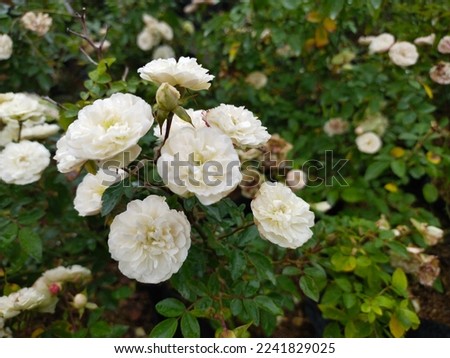 Close-up photo of white flower, great for backgrounds