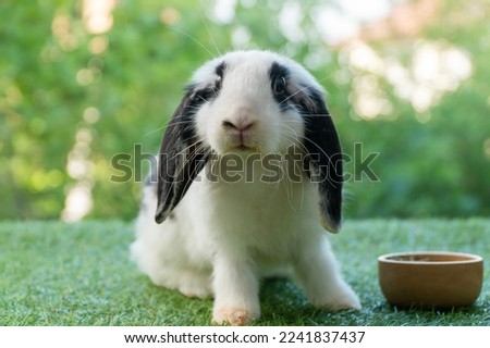 Adorable Holland lop rabbit bunny eating dry alfalfa hay field in pet bowl sitting on green grass over bokeh green background. Cuddly healthy rabbit white black bunny feeding meal in wood bowl meadow. Royalty-Free Stock Photo #2241837437