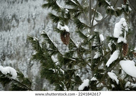 Fresh snow on pine tree with pine cones in British Columbia Canada