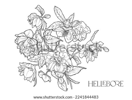 Hellebore flowers, the first spring flowering ranunculus. Spring floral motif. Clip art, elements for design. Outline vector illustration. In art nouveau style, vintage, botanical style