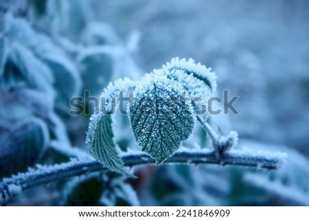 Green leaves in light snow on a tree branch on a blurry background