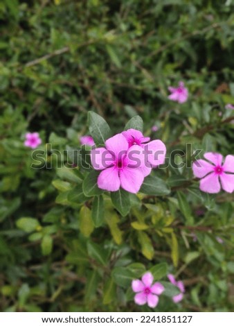 Photo of geranium flower with blurred background style

