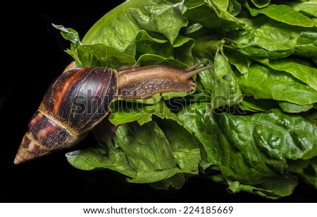Giant African land snail eating salad, isolated on a black background