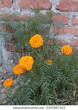 This is a beautiful Marigold Picture 