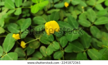 beautiful yellow flowers and green leaves on the river near the village. Nature concept. 