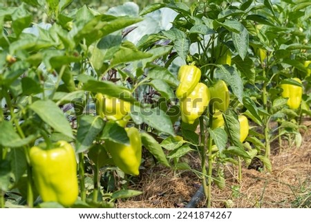 Bed with green sweet pepper. Green sweet pepper on the bushes. Royalty-Free Stock Photo #2241874267