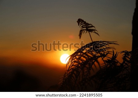 leaf silhouette sky and sunset nature
