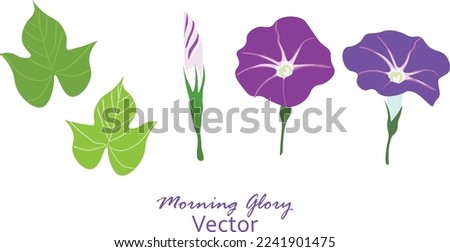Vector illustration of Morning glory flowers with leaves isolated on white background. Japanese Asagao flowers