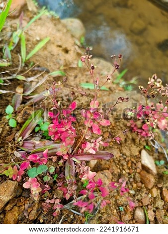 The red plant on the bank of the small river