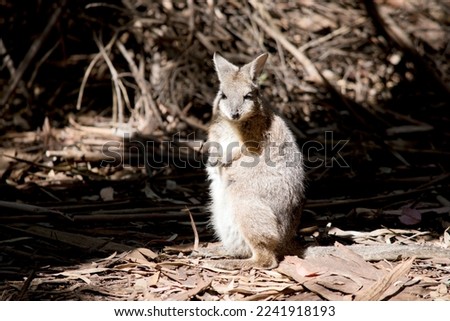 this is a young tammar wallaby