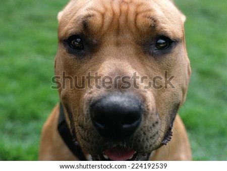 Dog with wrinkled brow, face.