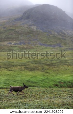 Young reindeer (Rangifer tarandus) in the tundra among the mountains. Wild deer in its natural habitat in the Arctic. Wildlife of Chukotka and polar Siberia. Far North of Russia. Blurred background. Royalty-Free Stock Photo #2241928209