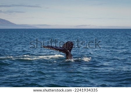 Black tail of whale in water landscape photo. Beautiful nature scenery photography with mountains on background. Idyllic scene. High quality picture for wallpaper, travel blog, magazine, article
