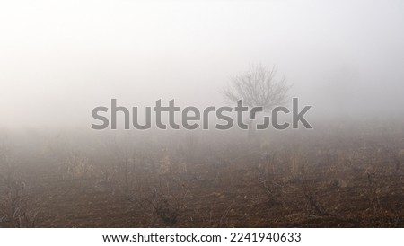 autumn, trees and a field in the fog