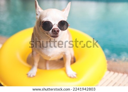 Portrait of brown short hair chihuahua dog wearing sunglasses standing  in  yellow  swimming ring or inflatable by swimming pool, looking at camera.