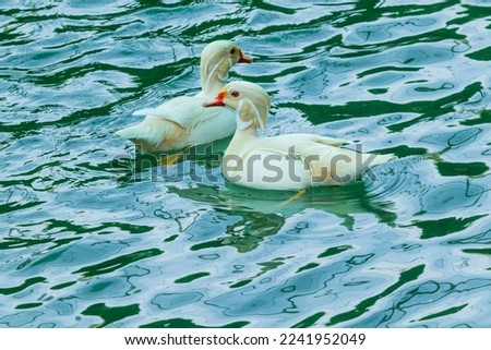 Duck swimming in the water 