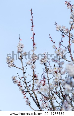 Plum tree starting to bloom beautiful flowers