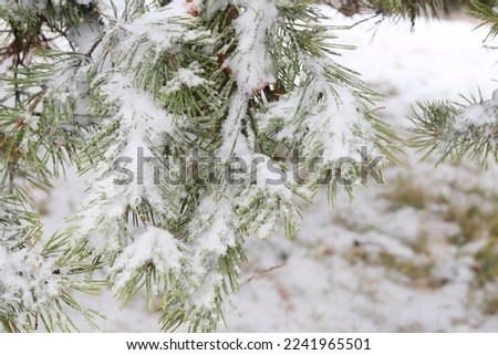 Trees covered with snow in winter.