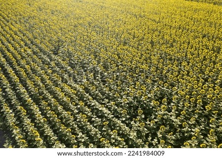 Aerial photographic documentation of a sunflower field taken in the middle of summer 