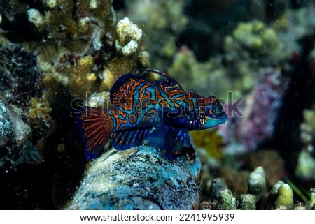 Mandarinfish Synchiropus splendidus, Lembeh Strait